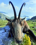 Especial Asturias. Caza. La caza en el Principado de Asturias